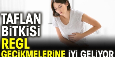 taflan-bitkisi-regl-gecikmelerine-yeterli-geliyor-5kLClBqQ.jpg