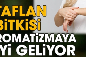 taflan-bitkisi-romatizmaya-uygun-geliyor-EVUVy1KR.jpg