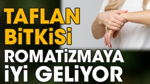 taflan-bitkisi-romatizmaya-uygun-geliyor-EVUVy1KR.jpg