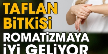 taflan-bitkisi-romatizmaya-uygun-geliyor-EVUVy1KR.jpg