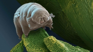 tardigrad-nedir-szsyBOzT.jpg