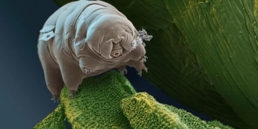 tardigrad-nedir-szsyBOzT.jpg
