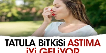 tatula-bitkisi-astima-duzgun-geliyor-QFGryL1b.jpg