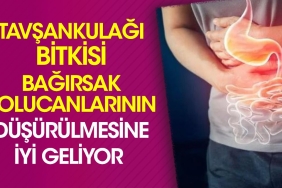 tavsankulagi-bitkisi-bagirsak-solucanlarinin-dusurulmesine-duzgun-geliyor-NwDNvejW.jpg