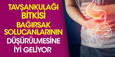 tavsankulagi-bitkisi-bagirsak-solucanlarinin-dusurulmesine-duzgun-geliyor-NwDNvejW.jpg