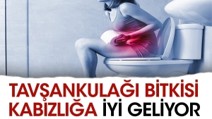 tavsankulagi-bitkisi-kabizliga-uygun-geliyor-JjvP1ZxT.jpg