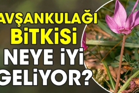 tavsankulagi-bitkisi-neye-yeterli-geliyor-xBvfzHYy.jpg