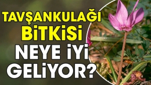 tavsankulagi-bitkisi-neye-yeterli-geliyor-xBvfzHYy.jpg