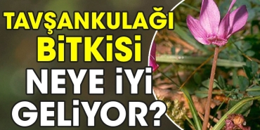 tavsankulagi-bitkisi-neye-yeterli-geliyor-xBvfzHYy.jpg
