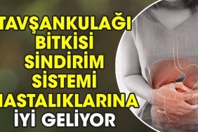 tavsankulagi-bitkisi-sindirim-sistemi-hastaliklarina-l-geliyor-t3RP5l9Q.jpg