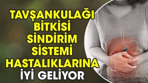 tavsankulagi-bitkisi-sindirim-sistemi-hastaliklarina-l-geliyor-t3RP5l9Q.jpg