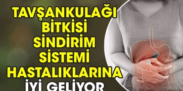 tavsankulagi-bitkisi-sindirim-sistemi-hastaliklarina-l-geliyor-t3RP5l9Q.jpg