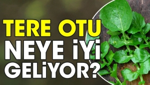 tere-otu-neye-uygun-geliyor-qDNQvzpf.jpg