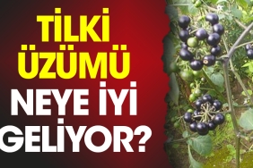 tilki-uzumu-neye-l-geliyor-829W7SqY.jpg