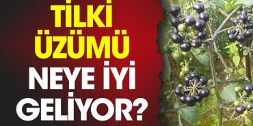 tilki-uzumu-neye-l-geliyor-829W7SqY.jpg