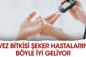 uvez-bitkisi-seker-hastalarina-bu-turlu-l-geliyor-4rVBr4kG.jpg