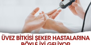 uvez-bitkisi-seker-hastalarina-bu-turlu-l-geliyor-4rVBr4kG.jpg
