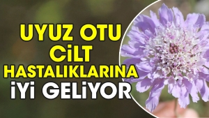 uyuz-otu-cilt-hastaliklarina-yeterli-geliyor-ZPBfI1tC.jpg