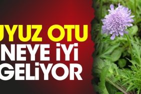 uyuz-otu-neye-duzgun-geliyor-1TbQBW99.jpg