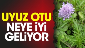 uyuz-otu-neye-duzgun-geliyor-1TbQBW99.jpg