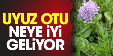 uyuz-otu-neye-duzgun-geliyor-1TbQBW99.jpg