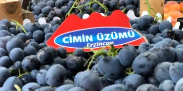 uzumlu-ilcesinde-cimin-uzumu-hasadi-basladi-myAVkGzU.jpg