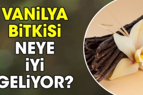 vanilya-bitkisi-neye-guzel-geliyor-K5xDpN7A.jpg