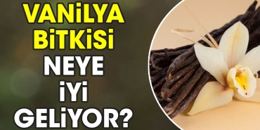 vanilya-bitkisi-neye-guzel-geliyor-K5xDpN7A.jpg