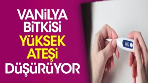 vanilya-bitkisi-yuksek-atesi-dusuruyor-R8U4r2qB.jpg