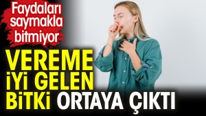 vereme-yeterli-gelen-bitki-ortaya-cikti-yararlari-saymakla-bitmiyor-aOvTwJYs.jpg