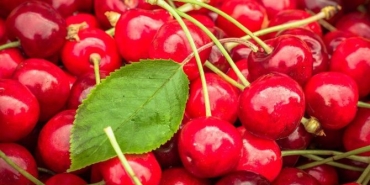 visne-sapinin-bilinmeyen-yararlari-E1mzmkFM.jpg