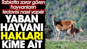 yaban-hayvanlarinin-haklari-kime-iliskin-tabiatta-ziyan-goren-hayvanlarin-tedavisi-nasil-yapilir-dhlxFaGx.jpg