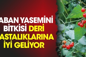 yaban-yasemini-bitkisi-deri-hastaliklarina-duzgun-geliyor-hW2hkFJV.jpg