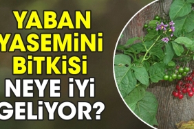 yaban-yasemini-bitkisi-neye-uygun-geliyor-kfgjFuYc.jpg