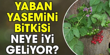 yaban-yasemini-bitkisi-neye-uygun-geliyor-kfgjFuYc.jpg