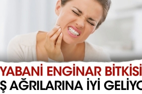 yabani-enginar-bitkisi-dis-agrilarina-duzgun-geliyor-2POVSldu.jpg