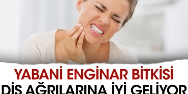 yabani-enginar-bitkisi-dis-agrilarina-duzgun-geliyor-2POVSldu.jpg