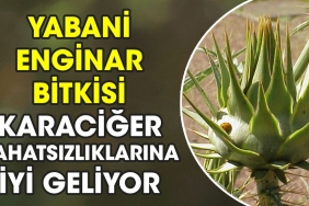yabani-enginar-bitkisi-karaciger-rahatsizliklarina-duzgun-geliyor-Bau6k4Rb.jpg