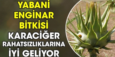 yabani-enginar-bitkisi-karaciger-rahatsizliklarina-duzgun-geliyor-Bau6k4Rb.jpg