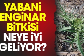 yabani-enginar-bitkisi-neye-l-geliyor-XHHYq8Vp.jpg