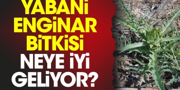 yabani-enginar-bitkisi-neye-l-geliyor-XHHYq8Vp.jpg