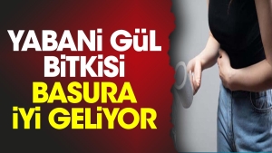 yabani-gul-bitkisi-basura-guzel-geliyor-t2nNBJsH.jpg