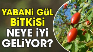 yabani-gul-bitkisi-neye-yeterli-geliyor-qEjiWzzr.jpg