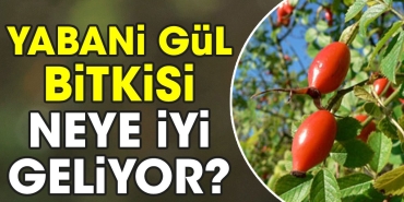 yabani-gul-bitkisi-neye-yeterli-geliyor-qEjiWzzr.jpg