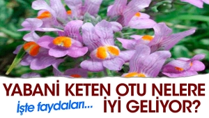 yabani-keten-otu-nelere-guzel-geliyor-iste-yararlari-pbDnncDq.jpg