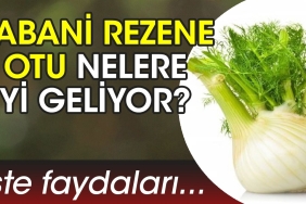yabani-rezene-otu-nelere-l-geliyor-iste-yararlari-zDG8tNnr.jpg