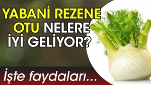 yabani-rezene-otu-nelere-l-geliyor-iste-yararlari-zDG8tNnr.jpg