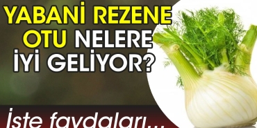 yabani-rezene-otu-nelere-l-geliyor-iste-yararlari-zDG8tNnr.jpg