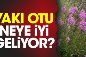 yaki-otu-neye-uygun-geliyor-hRELPCCI.jpg