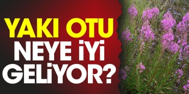 yaki-otu-neye-uygun-geliyor-hRELPCCI.jpg